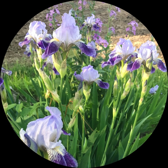 iris12565